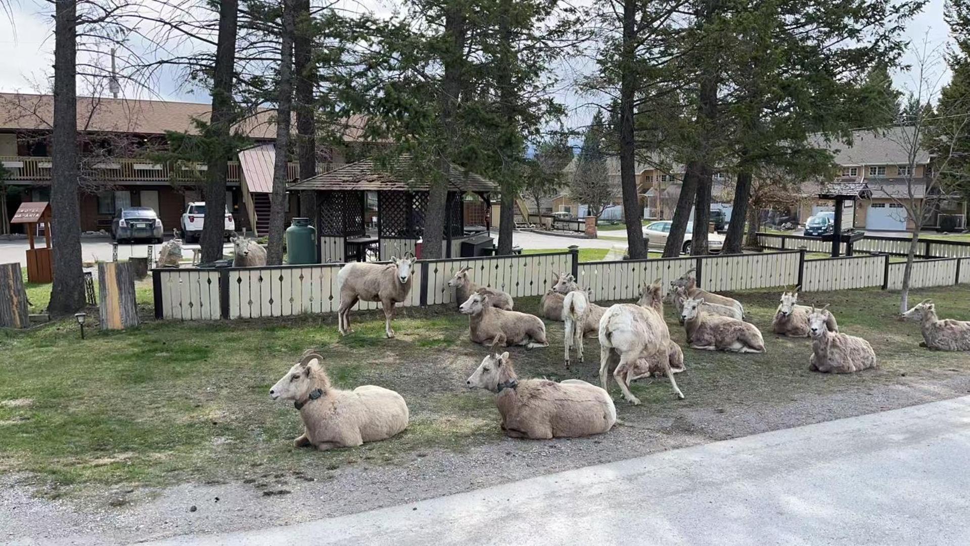 Motel Bavaria Radium Hot Springs Luaran gambar